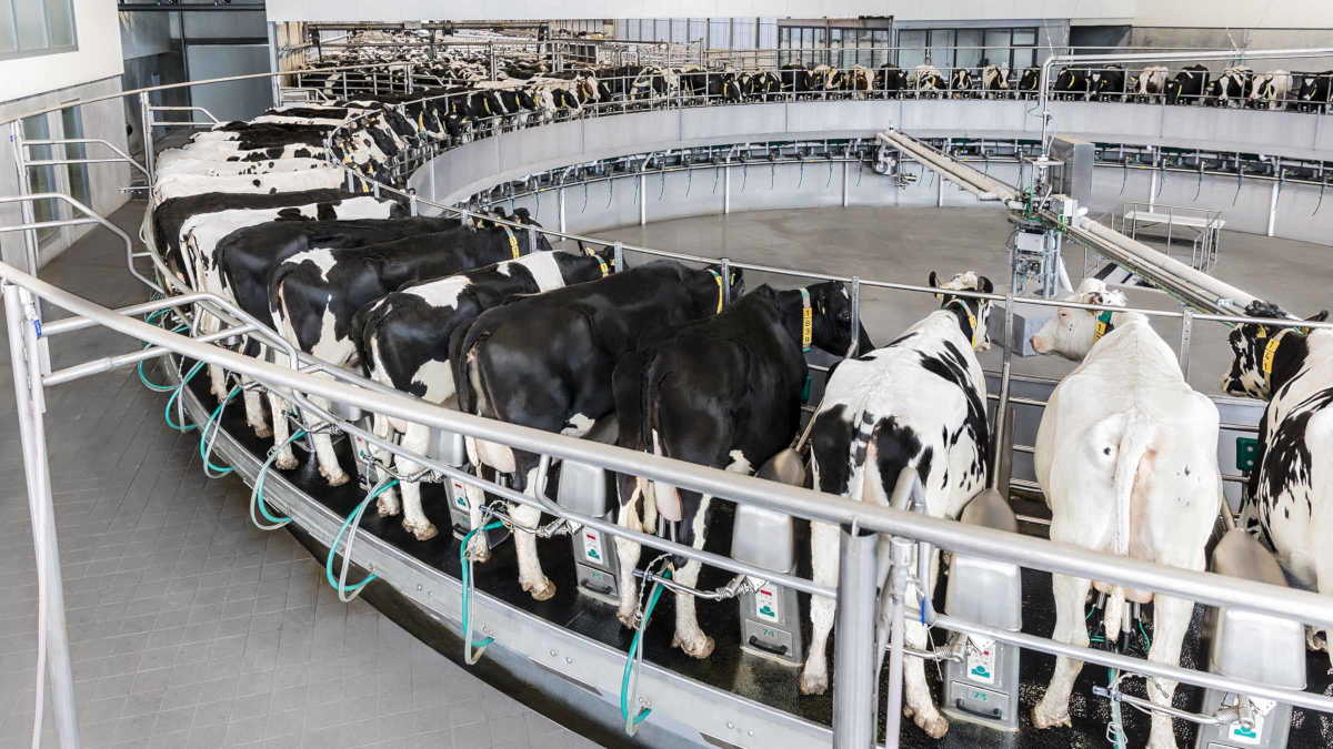 Rotary milking parlour used in dairy production